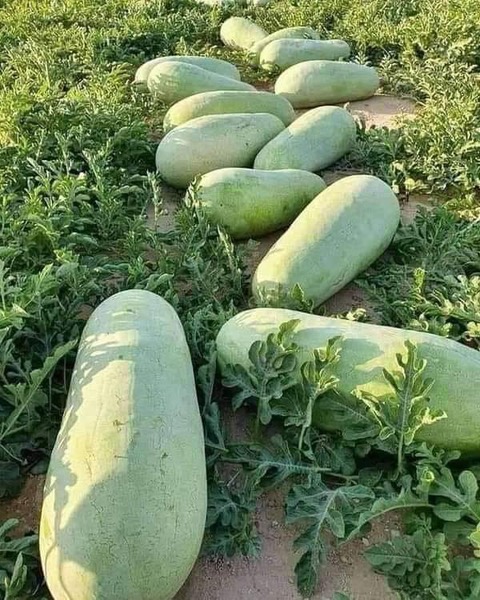 Courgettevorm en pistachegroen: zo ziet de authentieke Tunesische watermeloen er uit.